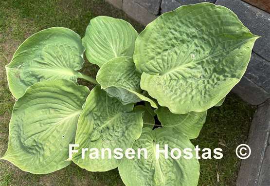 Hosta Gabber